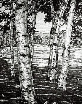 Birches and Beyond