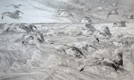 Seagulls (Les Mouettes)