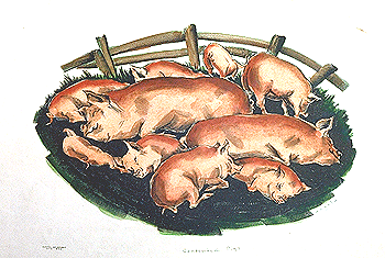 Contented Pigs