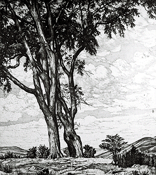 Hilltop Elms