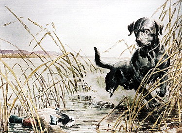 Labrador in Marsh