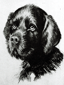 Newfoundland Dog