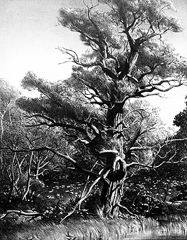 Old Willow (Rockport, MA)