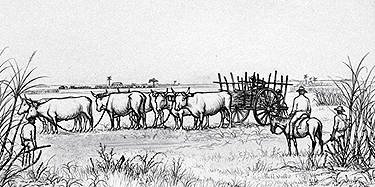Oxen and Sugar Cart
