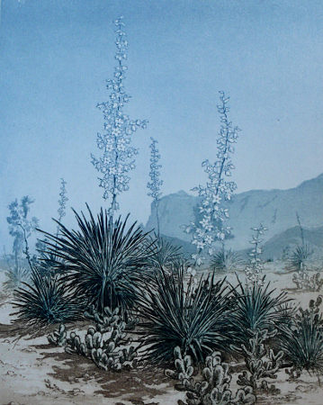 Spanish Yucca, Arizona