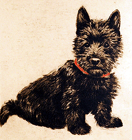 Scottish Terrier