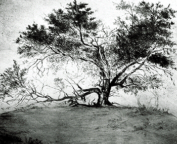 The Wounded Tree