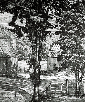 Trees and Shadows