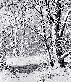 Winter Woodland