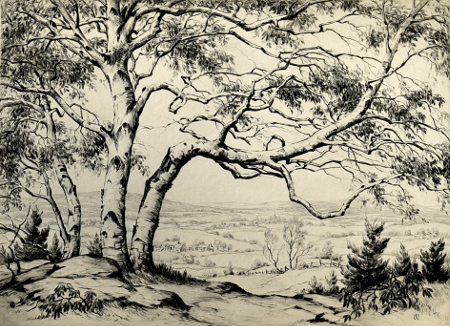 Windblown Birches