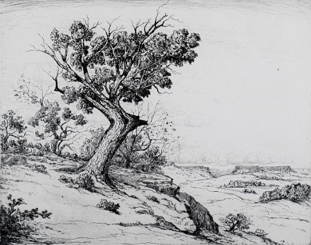 The Lone Cedar, New Mexico